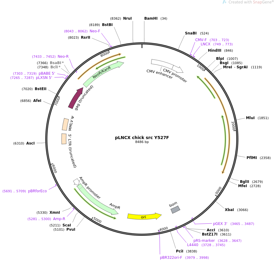 LNCX chick src Y527F质粒图谱